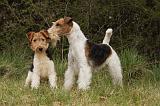 FOX TERRIER 511